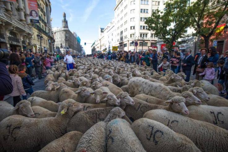 fiesta-trashumancia-madrid201-kb5g-1353x900abc